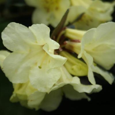 rhododendron-burmanicum-2.jpg