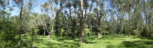 Panorama_eucalyptus_g.jpg